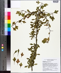 Crataegus spathulata image