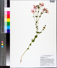 Sabatia angularis image