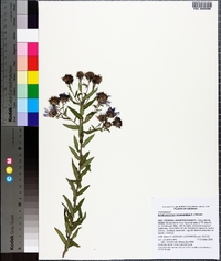 Symphyotrichum novae-angliae image