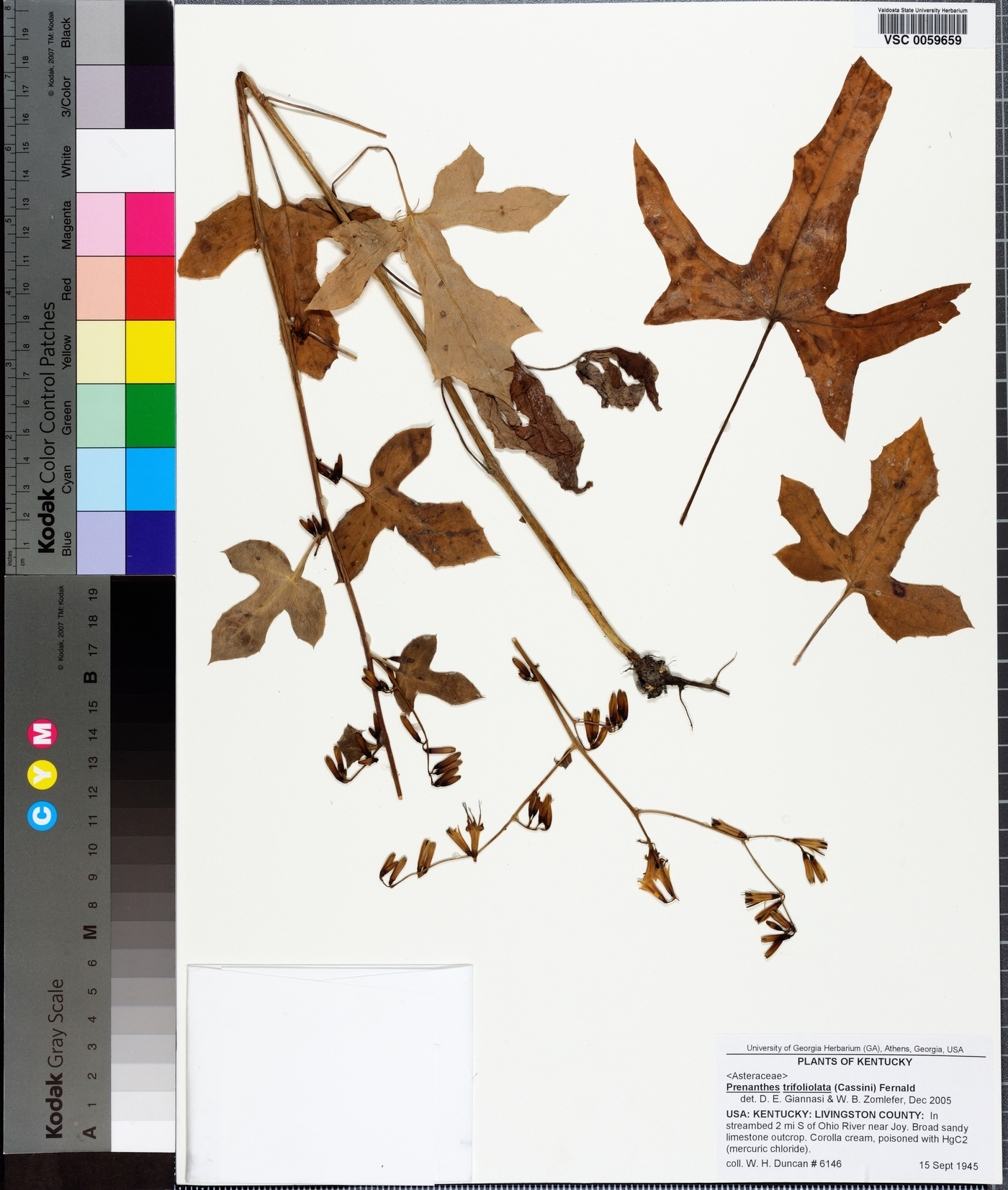 Nabalus trifoliolatus image