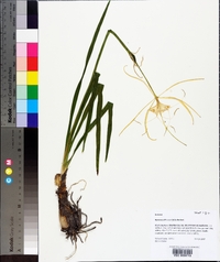 Hymenocallis crassifolia image