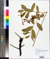 Lyonia mariana image