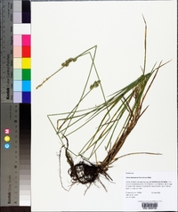 Carex festucacea image