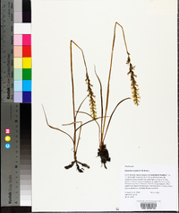 Spiranthes sylvatica image