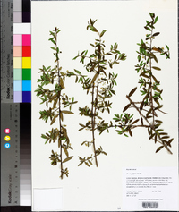 Ilex myrtifolia image