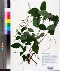 Desmodium floridanum image