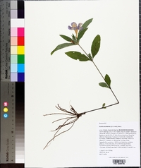 Ruellia caroliniensis image