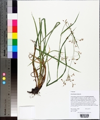 Rhynchospora caduca image