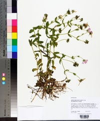 Sabatia dodecandra image