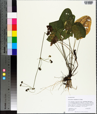 Echinodorus cordifolius image