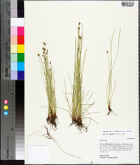 Eleocharis montevidensis image