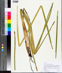 Eleocharis equisetoides image