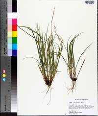 Carex planispicata image