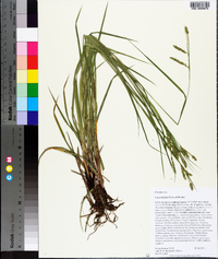 Carex oxylepis image