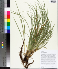 Carex basiantha image