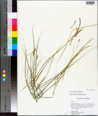 Carex normalis image