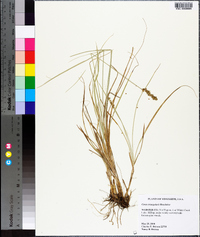 Carex triangularis image