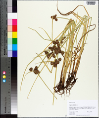 Cyperus difformis image