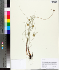 Cyperus filiculmis image