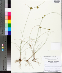 Cyperus filiculmis image