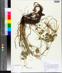 Cyperus croceus image