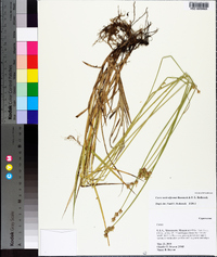 Carex molestiformis image