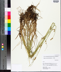 Carex molestiformis image