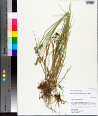 Carex longii image