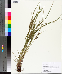 Carex baileyi image