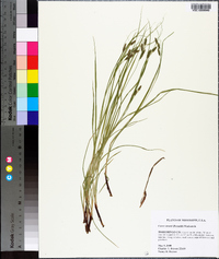 Carex swanii image