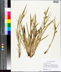 Carex flaccosperma image