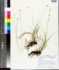 Carex hyalina image