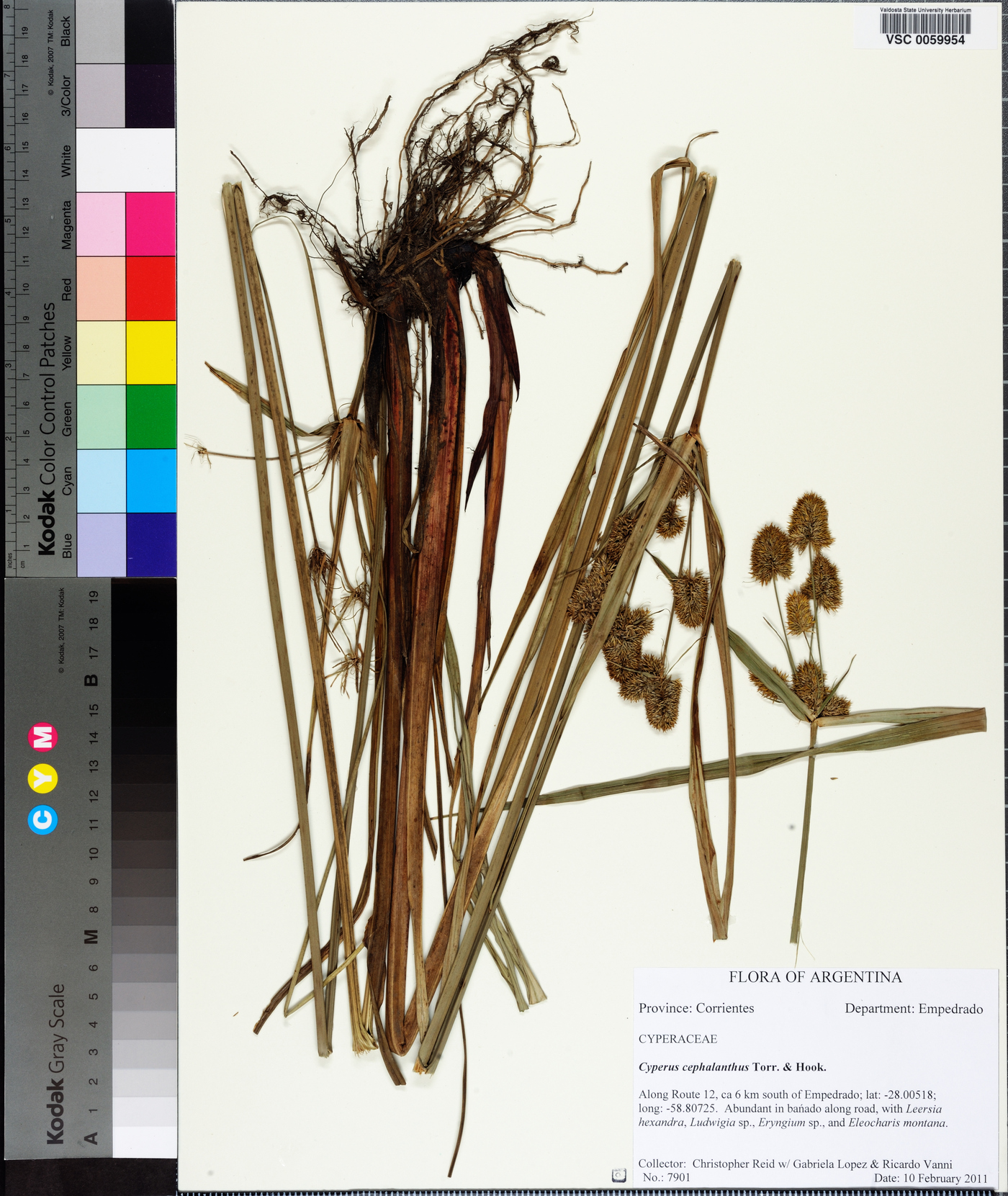 Cyperus cephalanthus image