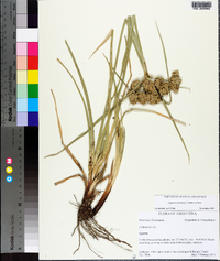 Cyperus entrerianus image