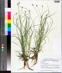 Carex leavenworthii image