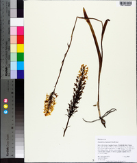 Platanthera chapmanii image