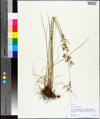 Juncus dichotomus image