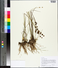 Juncus scirpoides image