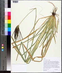 Eustachys glauca image