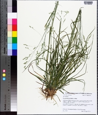 Poa autumnalis image