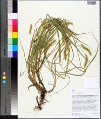 Setaria corrugata image