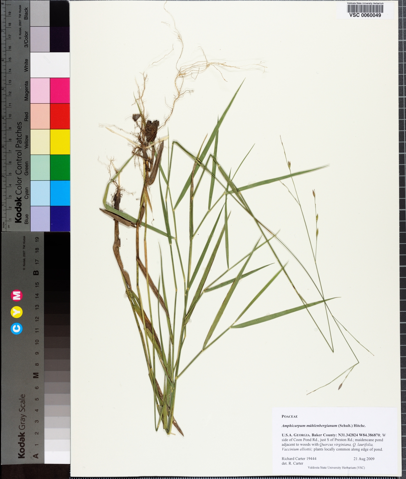 Amphicarpum muehlenbergianum image