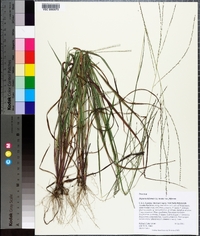 Digitaria filiformis image