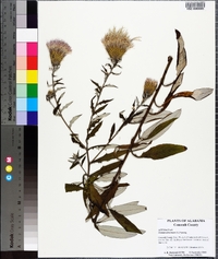 Cirsium virginianum image