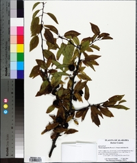 Prunus angustifolia image