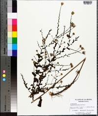 Symphyotrichum patens image