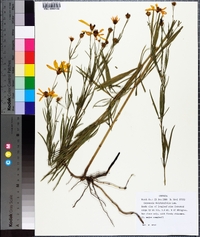 Coreopsis delphiniifolia image