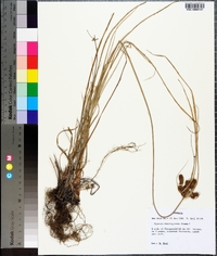 Cyperus retrorsus image