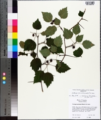 Crataegus pruinosa image