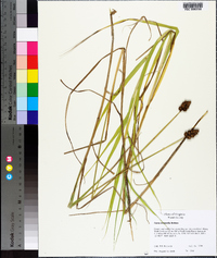 Carex cristatella image